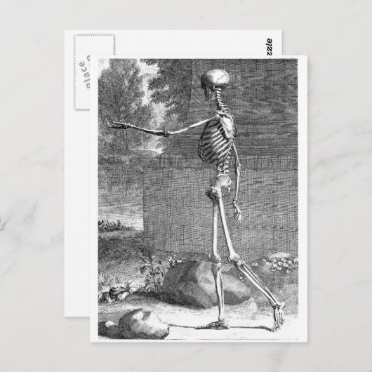 anatomische tekening, zijdelings uitzicht, skelet briefkaart (Voorkant / Achterkant)