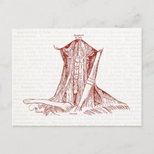  anatomische tekenspieren van de nek briefkaart