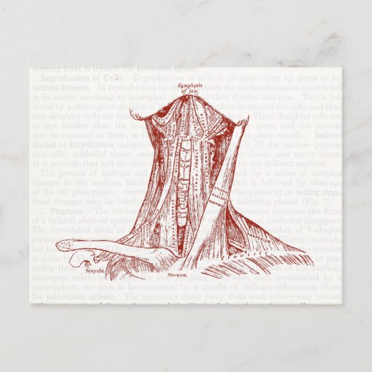  anatomische tekenspieren van de nek briefkaart (Voorkant)