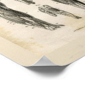 anatomische vormgeving poster (Hoek)