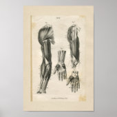  anatomische vormgeving poster (Voorkant)