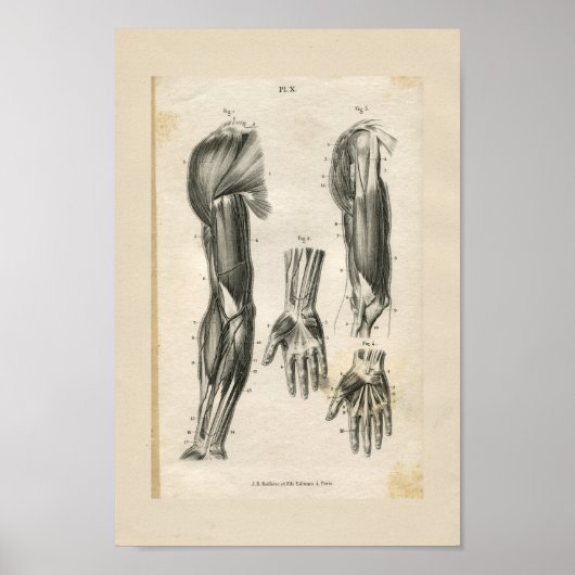  anatomische vormgeving poster (Voorkant)