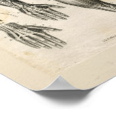 anatomische vormgeving poster (Hoek)