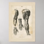  anatomische vormgeving poster (Voorkant)