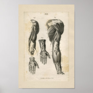 anatomische vormgeving poster