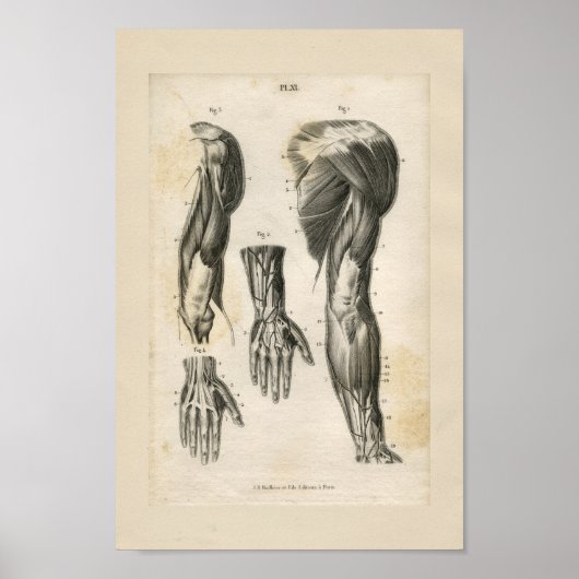 anatomische vormgeving poster (Voorkant)