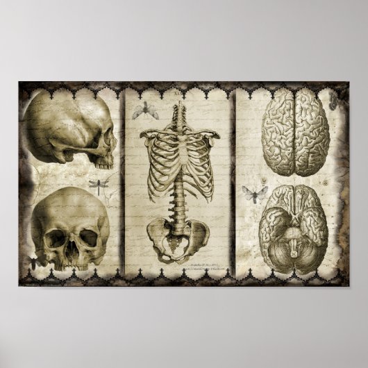 Anatomiseren Poster (Voorkant)