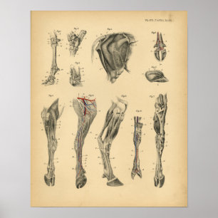 Anatomy 1908  afdrukken van pootbeen met koolzuurb poster