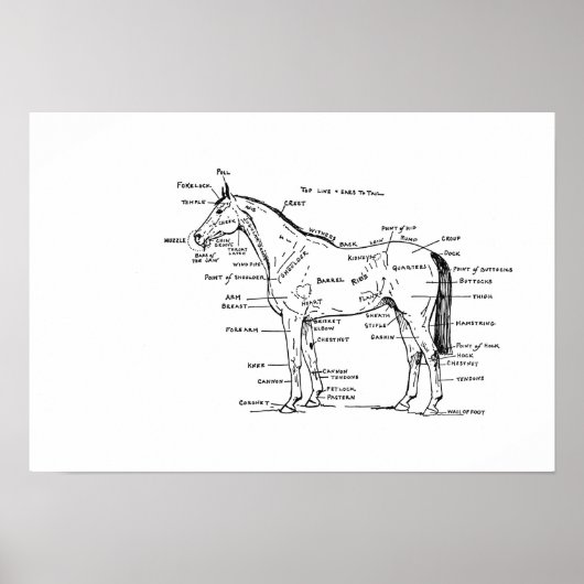 ANATOMY 19 x 13 afdrukken Poster (Voorkant)