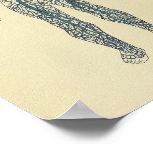 Anatomy Art Print 1920 Veins (Hoek)