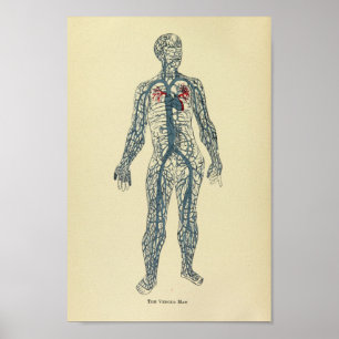 Anatomy Art Print 1920 Veins