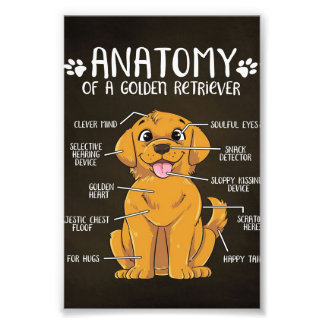 Anatomy Golden Retriever | Golden Retriever Lover Foto Afdruk