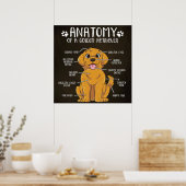 Anatomy Golden Retriever | Golden Retriever Lover Poster (Keuken)