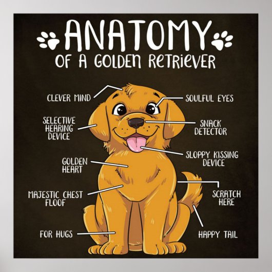 Anatomy Golden Retriever | Golden Retriever Lover Poster (Voorkant)