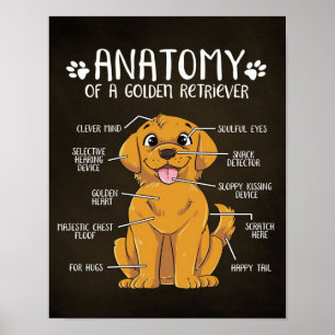 Anatomy Golden Retriever   Golden Retriever Lover Poster