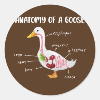 Anatomy Of A Goose Anatomical Doctor Veterinarian Ronde Sticker