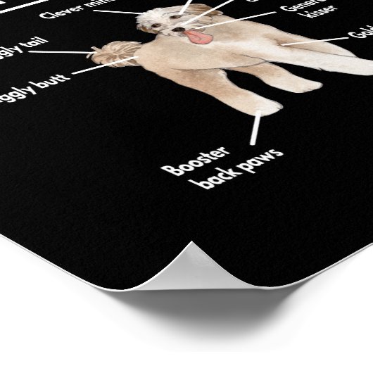 Anatomy of An Aussiedoodle Dog Poster (Hoek)