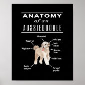 Anatomy of An Aussiedoodle Dog Poster (Voorkant)