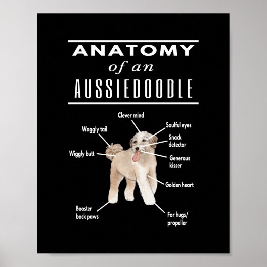 Anatomy of An Aussiedoodle Dog Poster (Voorkant)