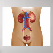 Anatomy Of Female Urinary System Poster (Voorkant)