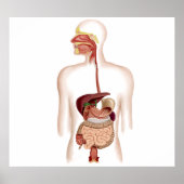 Anatomy Of Human Digestive System Poster (Voorkant)