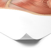 Anatomy Of Human Face Muscles Poster (Hoek)
