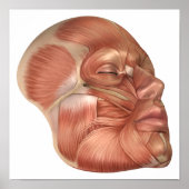 Anatomy Of Human Face Muscles Poster (Voorkant)