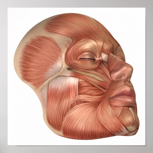 Anatomy Of Human Face Muscles Poster (Voorkant)
