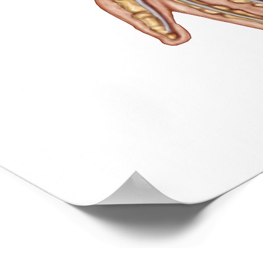 Anatomy Of Human Forearm Muscles 1 Poster (Hoek)