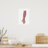 Anatomy Of Human Forearm Muscles 1 Poster (Keuken)