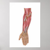 Anatomy Of Human Forearm Muscles 1 Poster (Voorkant)