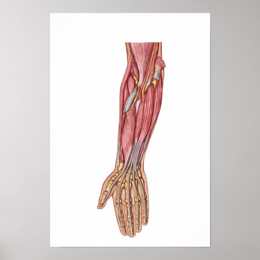 Anatomy Of Human Forearm Muscles 1 Poster (Voorkant)