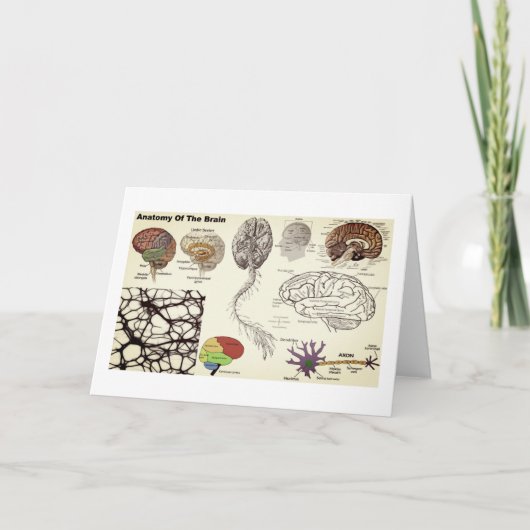 Anatomy of the Human Brain Kaart (Voorkant)