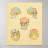 Anatomy Print van Human Skull Grey (Voorkant)