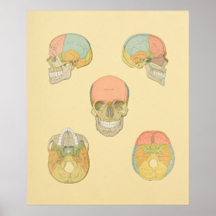Anatomy Print van Human Skull Grey