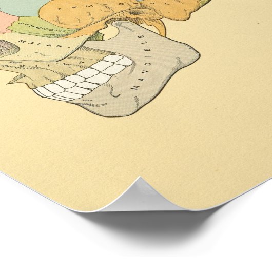 Anatomy Print van Human Skull Grey (Hoek)