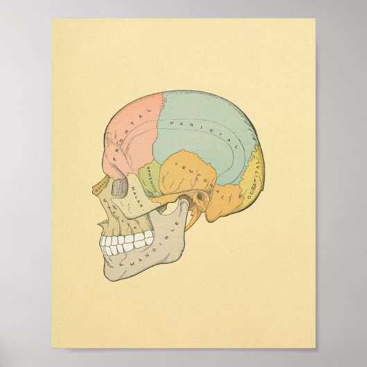 Anatomy Print van Human Skull Grey (Voorkant)
