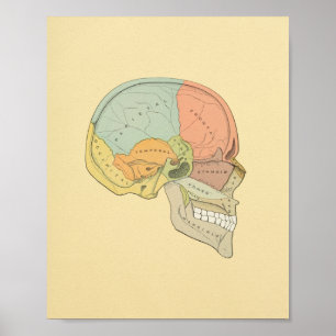 Anatomy Print van Human Skull Grey