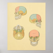 Anatomy Print van Human Skull Grey (Voorkant)