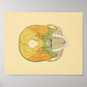 Anatomy Print van Human Skull Grey (Voorkant)
