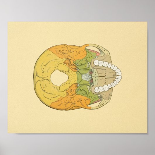 Anatomy Print van Human Skull Grey (Voorkant)