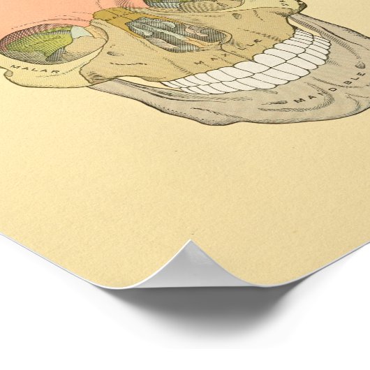 Anatomy Print van Human Skull Grey (Hoek)