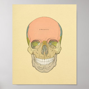 Anatomy Print van Human Skull Grey