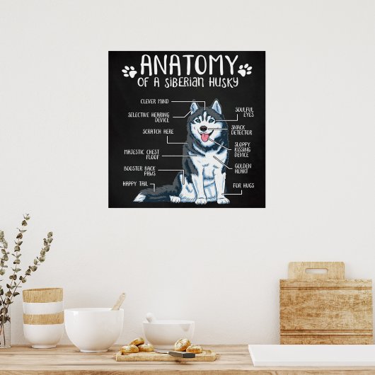 Anatomy Siberian Husky Poster (Keuken)