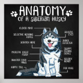 Anatomy Siberian Husky Poster (Voorkant)