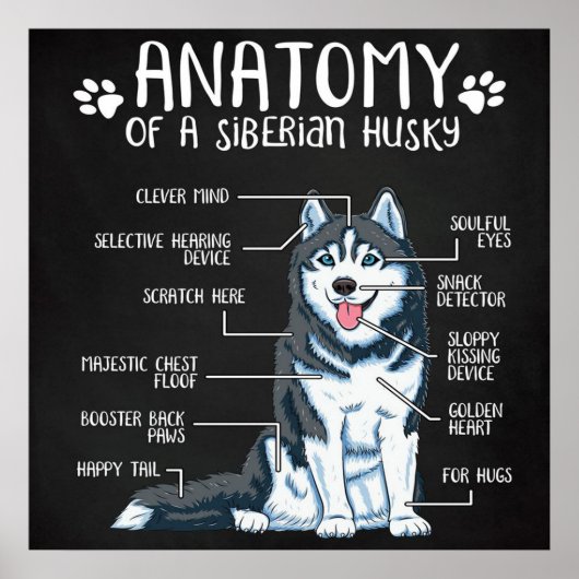 Anatomy Siberian Husky Poster (Voorkant)