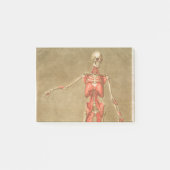 ANATOMY SKELETON BOTTEN SKELETON SPIEREN HUMAN ANA POST-IT® NOTES (Voorkant)