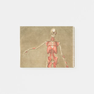 ANATOMY SKELETON BOTTEN SKELETON SPIEREN HUMAN ANA POST-IT® NOTES