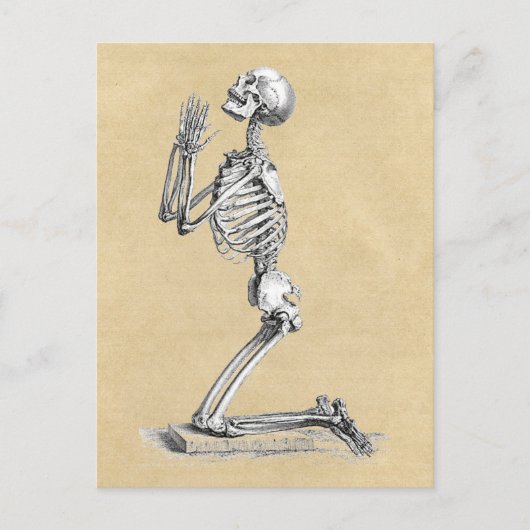Anatomy Skeleton Illustratie Briefkaart (Voorkant)