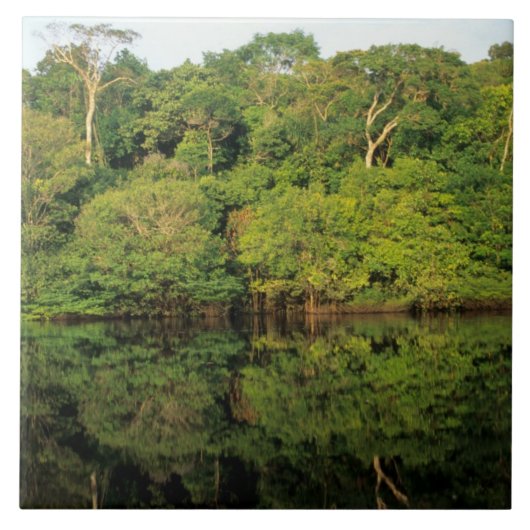 Anavilhanas, Amazonas, Brazilië. Rainwoud Tegeltje (Voorkant)